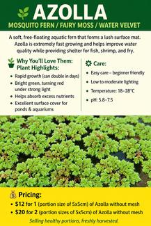 Aquarium/Fish Tank Plants – Azolla, Guppy Grass, Riccia Fluitans, Red ...