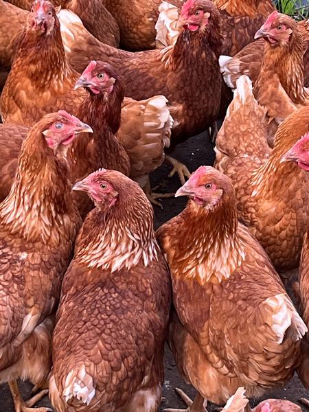 Isa Chook Isa brown chooks | Livestock | Gumtree Australia Hornsby Area - Arcadia ...